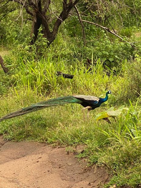 Hurulu Eco Park Animals