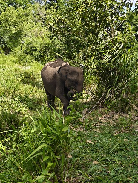 Best Time to Visit Hurulu Eco Park