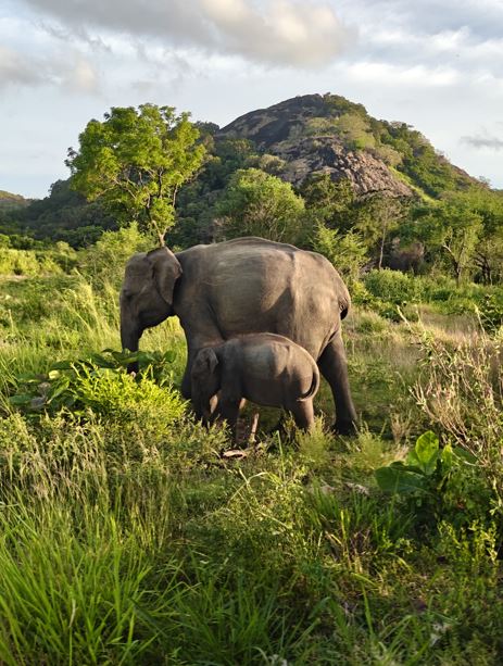 Hurulu Eco Park jeep safari price