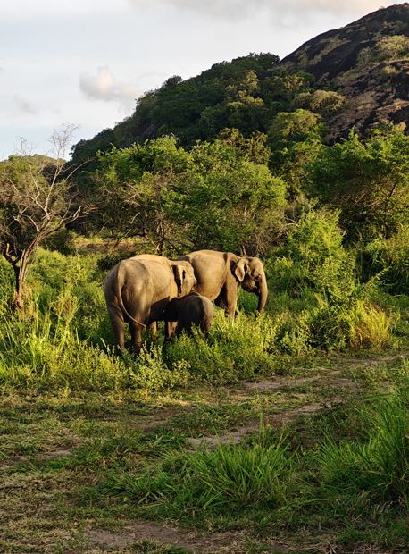 Hurulu Eco Park safari price