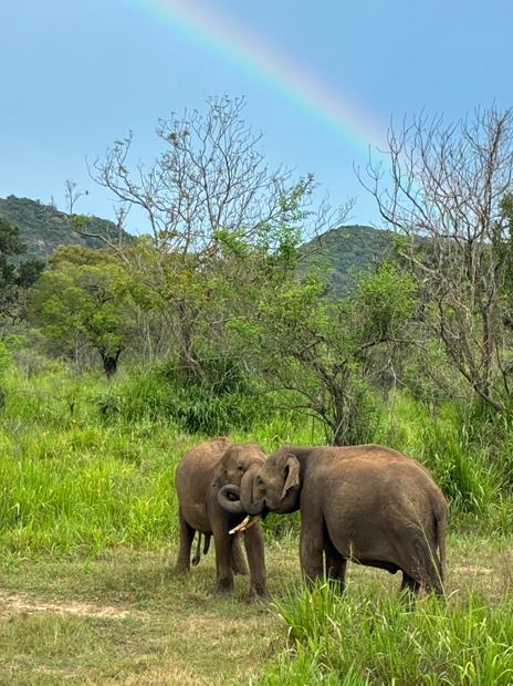 Hurulu Eco Park safari tour