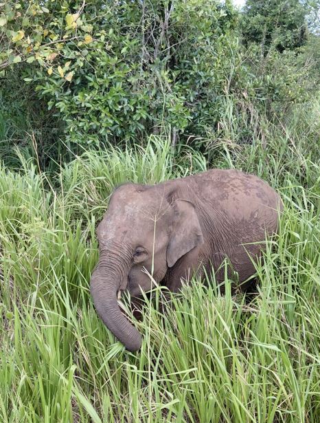 Hurulu Eco Park Ticket Price